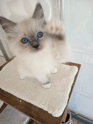 Kitten Ragdoll Reinrassige mit Stammbaum 