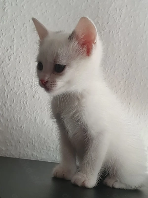    Drei süße Katerchen suchen ein liebevolles Zuhause   