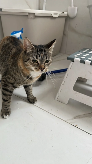 babsi sucht ein zuhause
