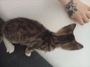 süße maus sucht noch nach ihrem für immer zuhause:)