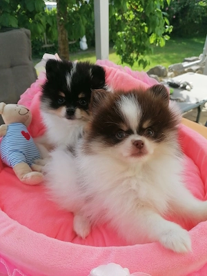Zwergspitz   Pomeranian Welpen Rüden Schecke
