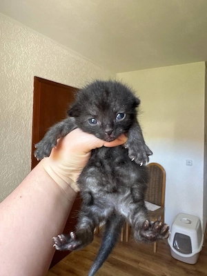 Kleine Kätzchen suchen ein neues Zuhause
