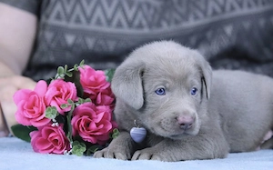 Beautiful Silber Labrador Welpen 