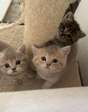 BKH Perser Babykitten suchen liebevolles Zuhause