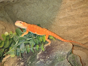 Wunderschöne Farb-Bartagamen High-Color Bartagamen: Citrus-Leatherback Hypo Sandfire Nachzuchten