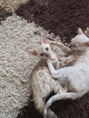 Sofort Bengal Kitten M W mit Stammbaum Eltern 10 Tests Kitten