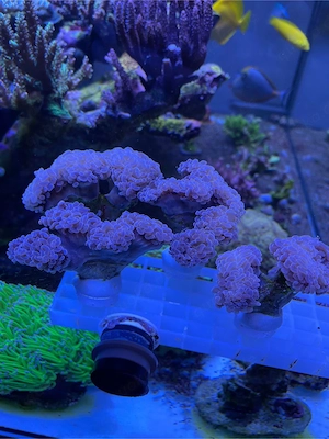 Meerwasser Korallen Euphyllia