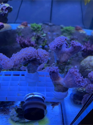 Meerwasser Korallen Euphyllia Ancora Preis pro Ableger Bild 4