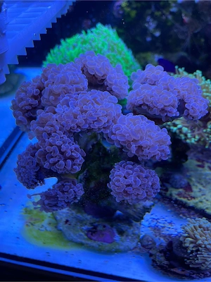 Meerwasser Korallen Euphyllia Ancora Preis pro Ableger Bild 2