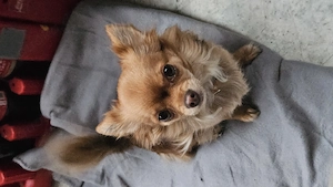 Chihuahua Hündin 6 jahre alt