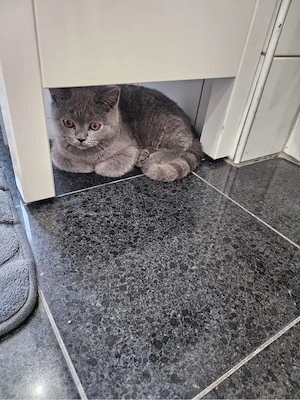 Britisch Kurzhaar (BKH) Kater sucht liebesvolles Zuhause   