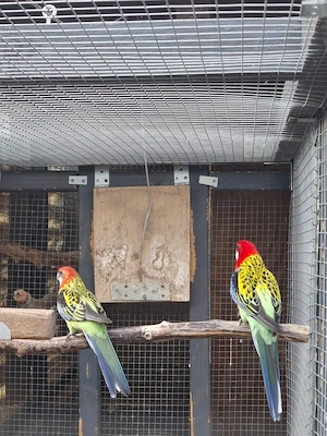Prachtrosella Pärchen