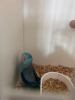Nest junge Sperlingspapagein