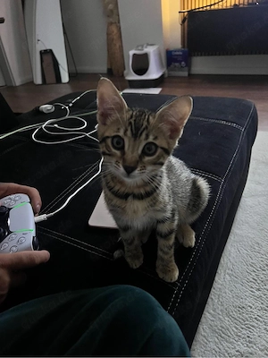 Bengal mix kitte mädchen 