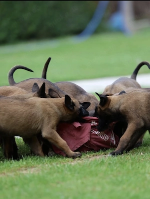 Belgian Malinois 