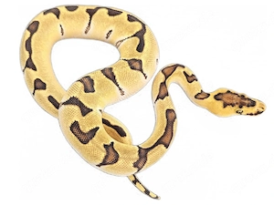 0.1 Super Orange dream enchi clown 
