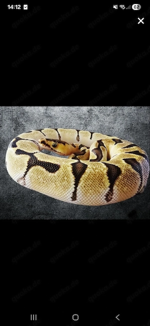 0.1 Super Orange dream enchi clown 