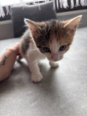 Kitten Katzen Glückskatze 