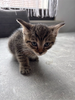 Kitten Kater sucht liebevolles zuhause 