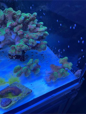 Fiji Stylopora Meerwasser Korallen