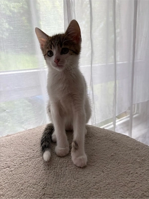 1 Katzenbaby (Kitten)