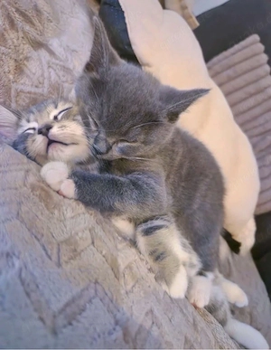 2 Süße BKH Kater 