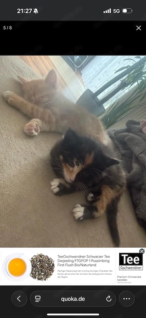 baby katzen 