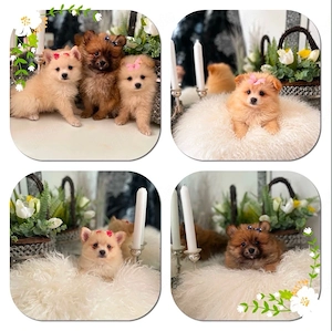 Pomeranian ZwergSpitz Welpen