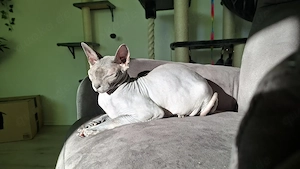 Sphynx Katze Snoopy sucht Zuhause  