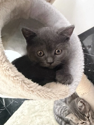 Bkh kitten 