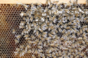Bienen-Ableger Bild 2