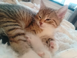 3 weibliche kitten