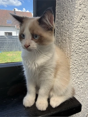 Ragdoll Kater 