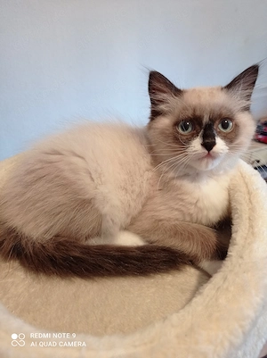 Ragdoll mit Stammbaum 