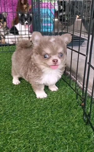 Langhaar-Chihuahua-Welpen