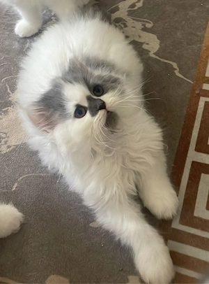 katze sei zum verkaufen