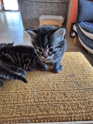 Diese Kitten suchen ein neues Zuhause!