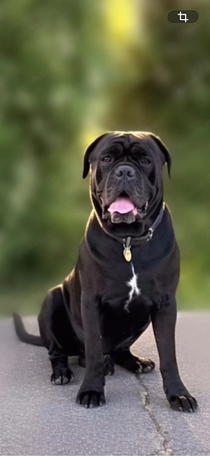 Cane Corso Italiano Deckrüde