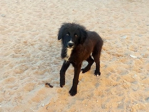 Pinco sucht sein Zuhause