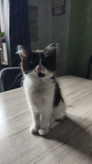 Katzenkitten 