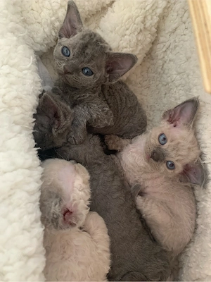 Zauberhafte Devon Rex mit Stammbaum 