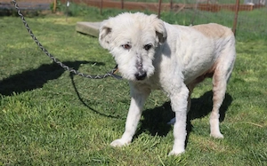 Hund Dorin mit Herz sucht Mensch mit Herz