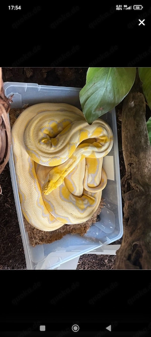 1.0 Netzpython Lavender Albino motley