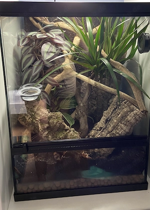 Rhacodactylus auriculatus - Höckerkopfgecko 0.0.1 inkl Terrarium