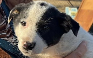 Zauberhafte, kleine Jolie sucht Zuhause