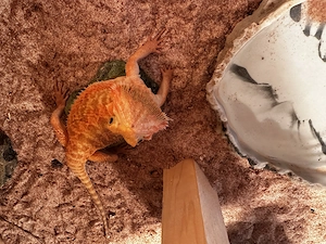 Cawley Red Bartagame
