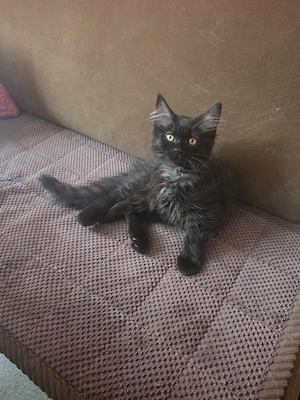 Mainecoon-Ragdoll Kitten 