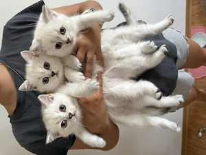 Britisch Kurzhaar Kitten