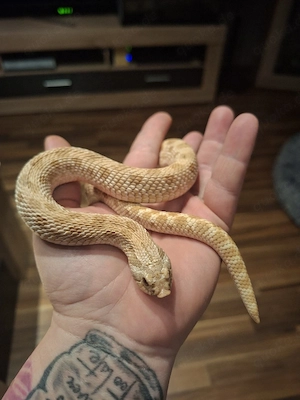Heterodon nasicus 
