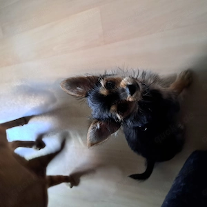 Chihuahua Yorkshire Mix Welpe zu verkaufen